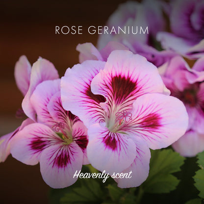 Naked & Natural - Rose Geranium