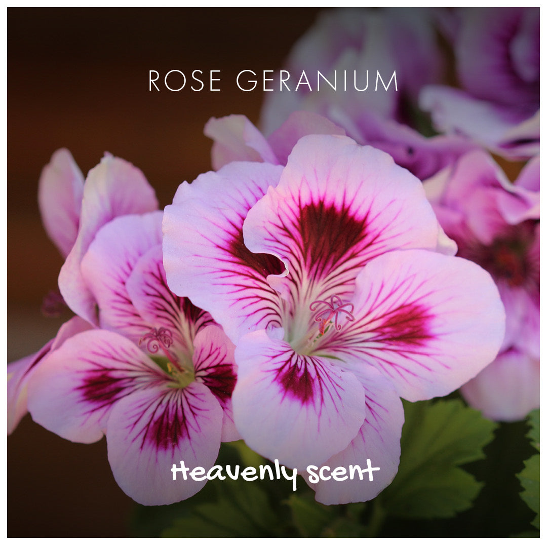 12 Pack - Natural Soap - Rose Geranium