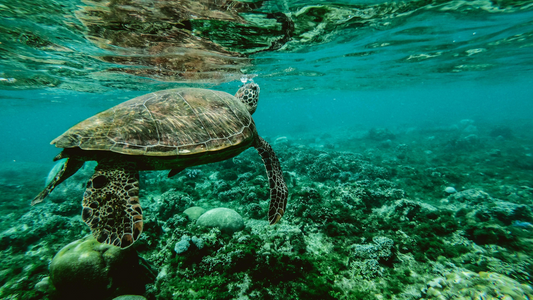The Year Of The Ocean: A Sea Change in 2025