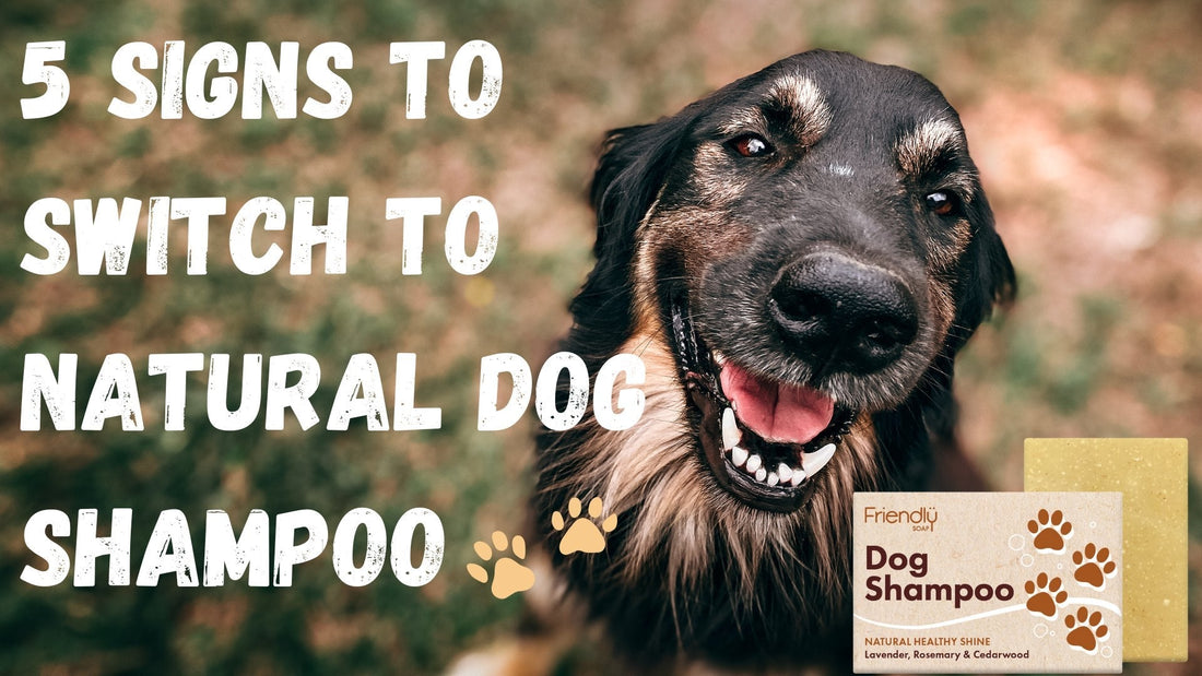 5 Signs To Switch To Natural Dog Shampoo