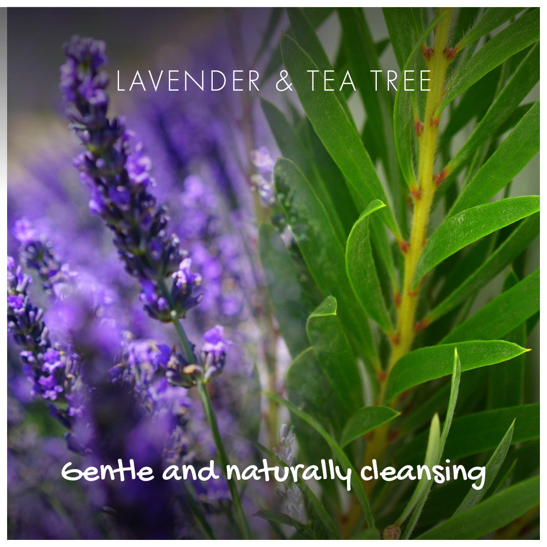 Conditioner Bar - Lavender & Tea Tree