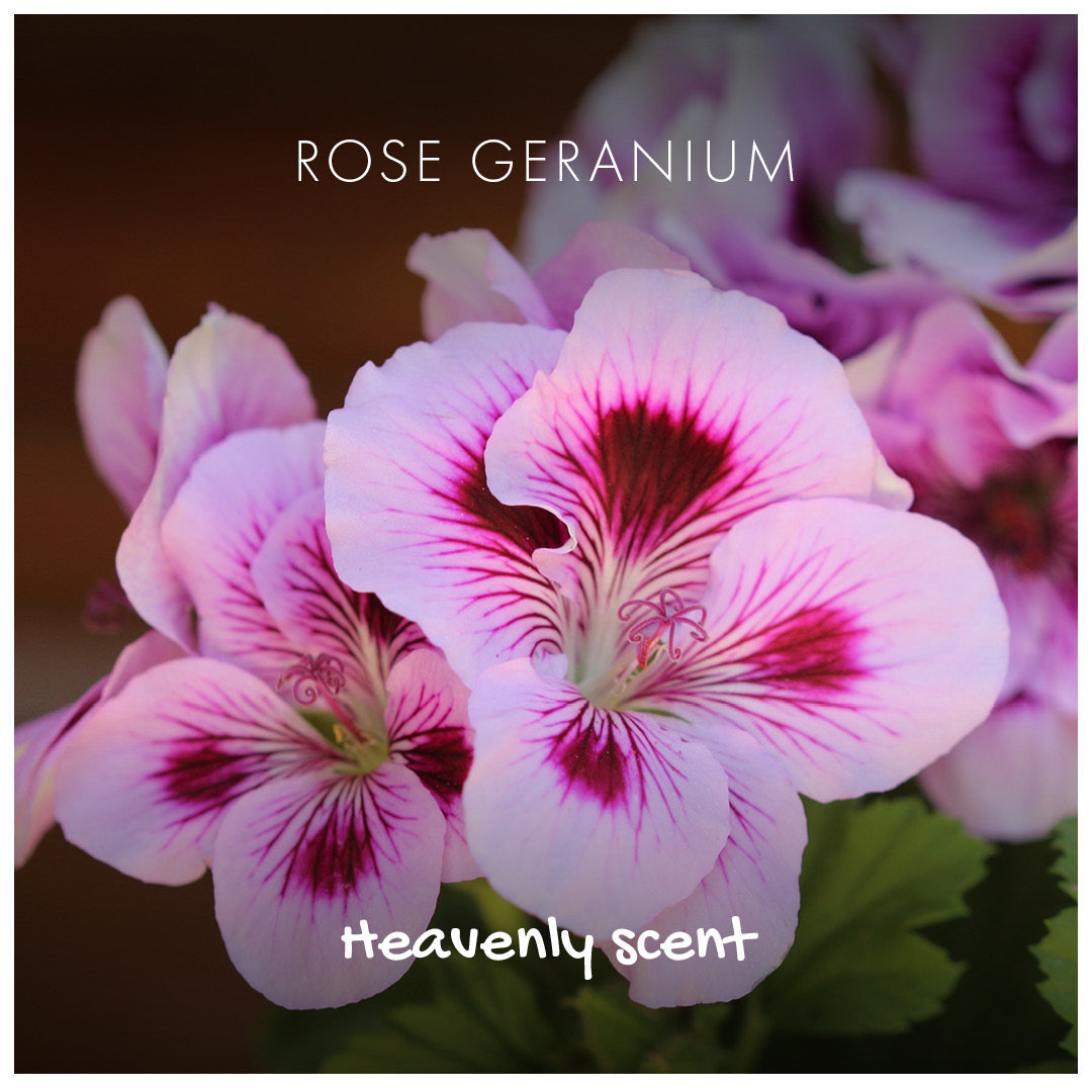 Rose Geranium Natural Soap